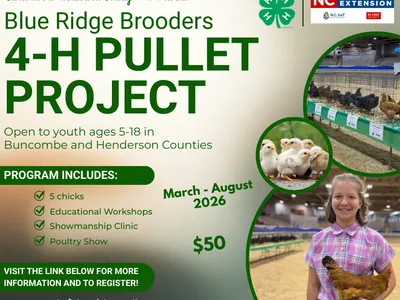 Blue Ridge Brooders 4‑H Pullet Project flyer — chicks, workshops, poultry show, $50, Mar–Aug 2026
