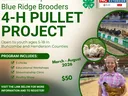 Blue Ridge Brooders 4‑H Pullet Project flyer — chicks, workshops, poultry show, $50, Mar–Aug 2026