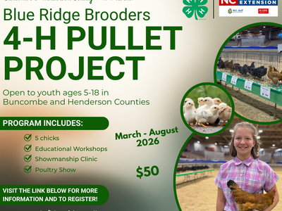 Blue Ridge Brooders 4‑H Pullet Project flyer — chicks, workshops, poultry show, $50, Mar–Aug 2026