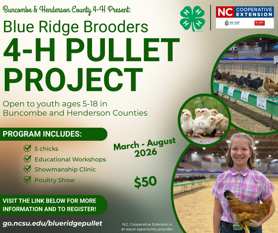 Blue Ridge Brooders 4-H Pullet Project