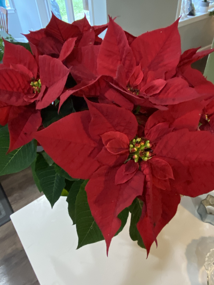 Poinsettias are a very common site during the Christmas holidays. 