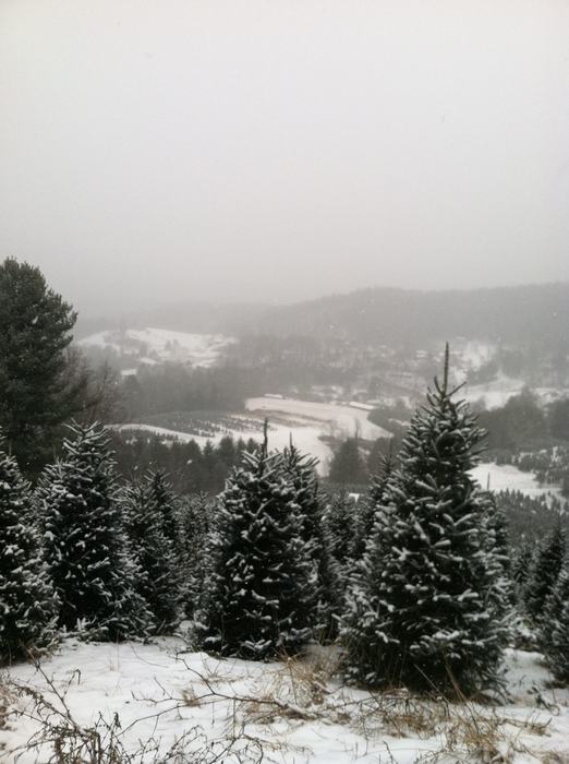 Rows of Fraser Fir Christmas trees stand waiting for harvest