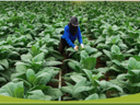 Worker kneeling in rows of large leafy crops, inspecting plant leaves.