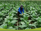 Worker kneeling in rows of large leafy crops, inspecting plant leaves.