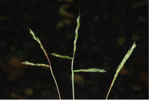 Three slender grass stems with narrow flowering seed heads against dark background