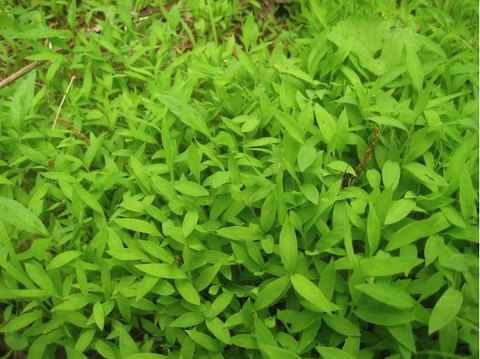 Dense patch of small bright green lance-shaped groundcover leaves