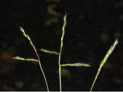 Three slender grass stems with narrow flowering seed heads against dark background