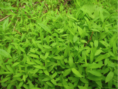 Dense patch of small bright green lance-shaped groundcover leaves