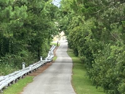 Walking path lined with trees