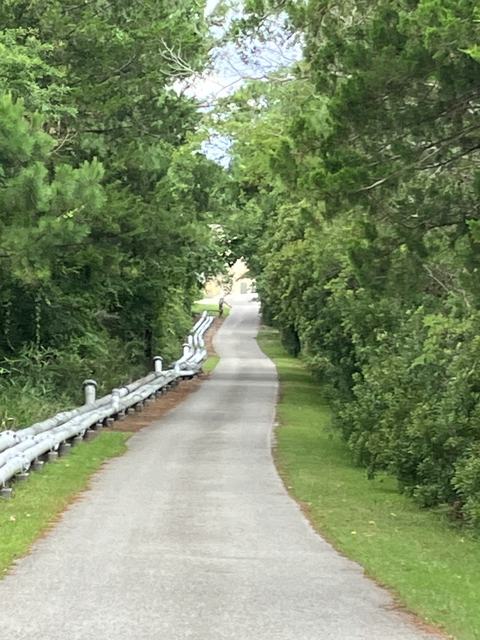 Walking path lined with trees