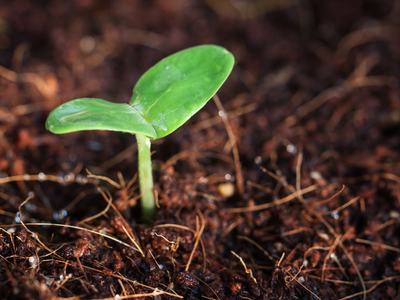 Plant seedling
