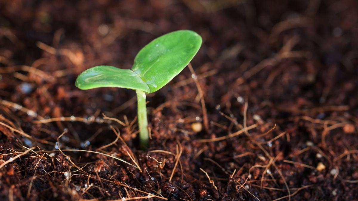 Plant seedling