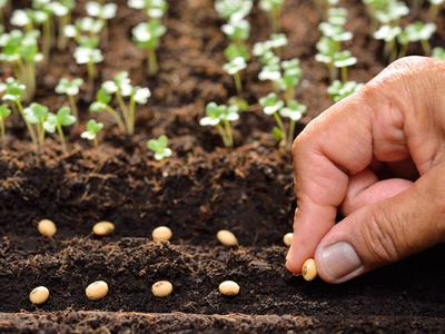 Hand planting seeds in dirt