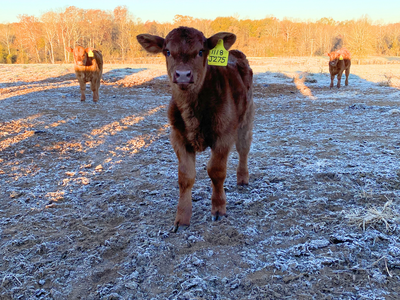 Red calf with frost around it