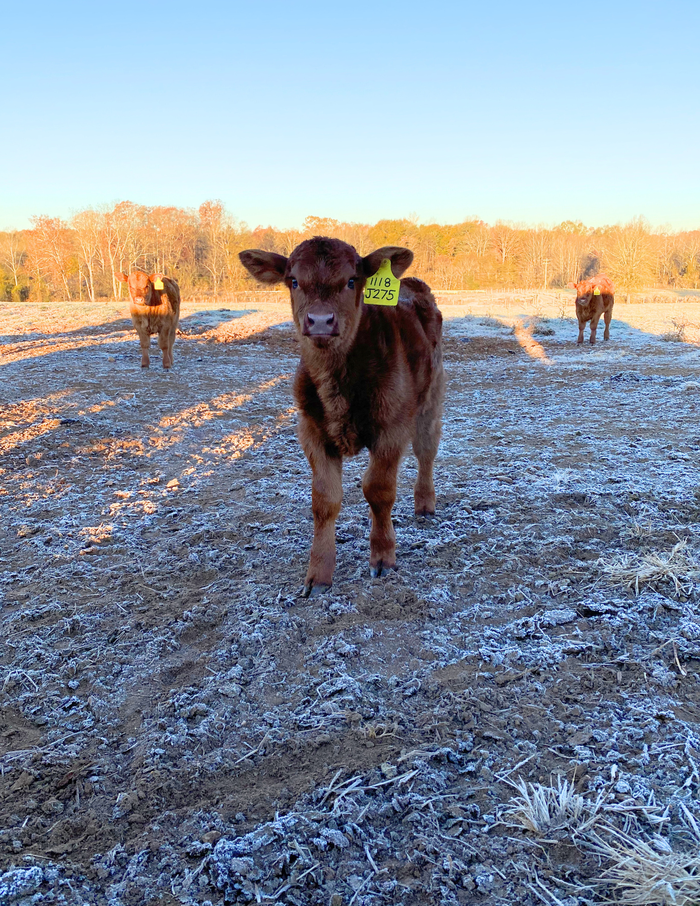 Red calf with frost around it