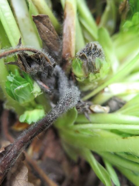 Gray mold growing on stem of Botrytis-infected strawberry plant