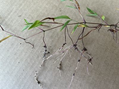 Trailing stolon with purple stems, green leaves and fibrous roots on cardboard background