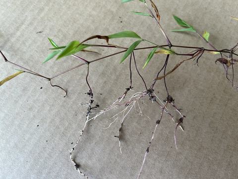 Trailing stolon with purple stems, green leaves and fibrous roots on cardboard background