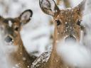 White-tailed deer in the winter snow searching for Fraser firs.