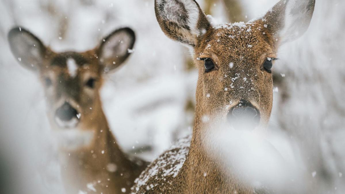 White-tailed deer in the winter snow searching for Fraser firs.