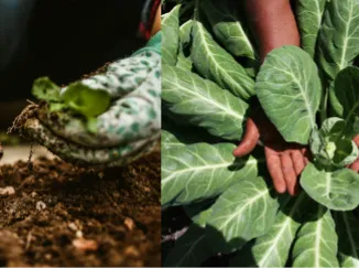 hands in garden soil and greens