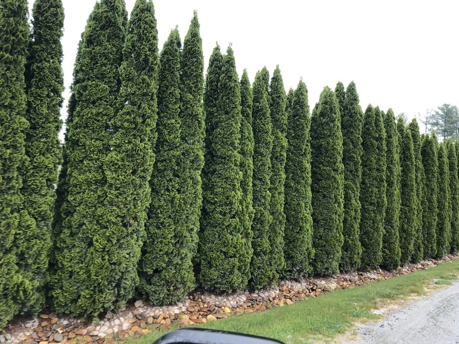 hedge cypress