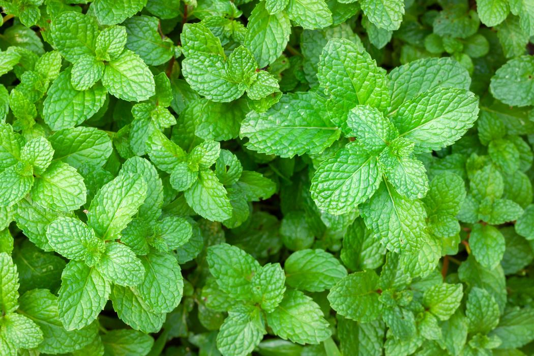 Peppermint Mentha x piperita