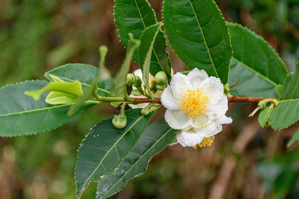 The tea plant Camellia Sinensis