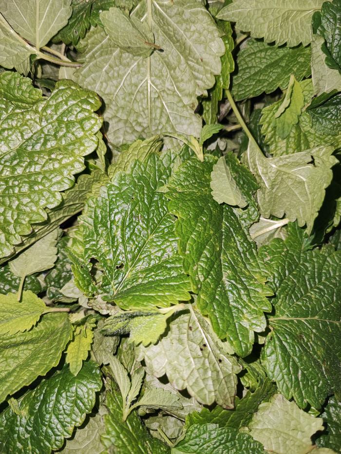 Lemonbalm Leaves in a pile after being harvested.