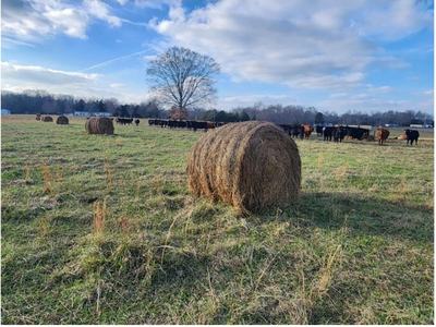 bales of hay in a pasture