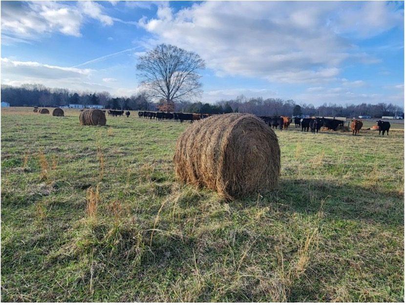 bales of hay in a pasture 