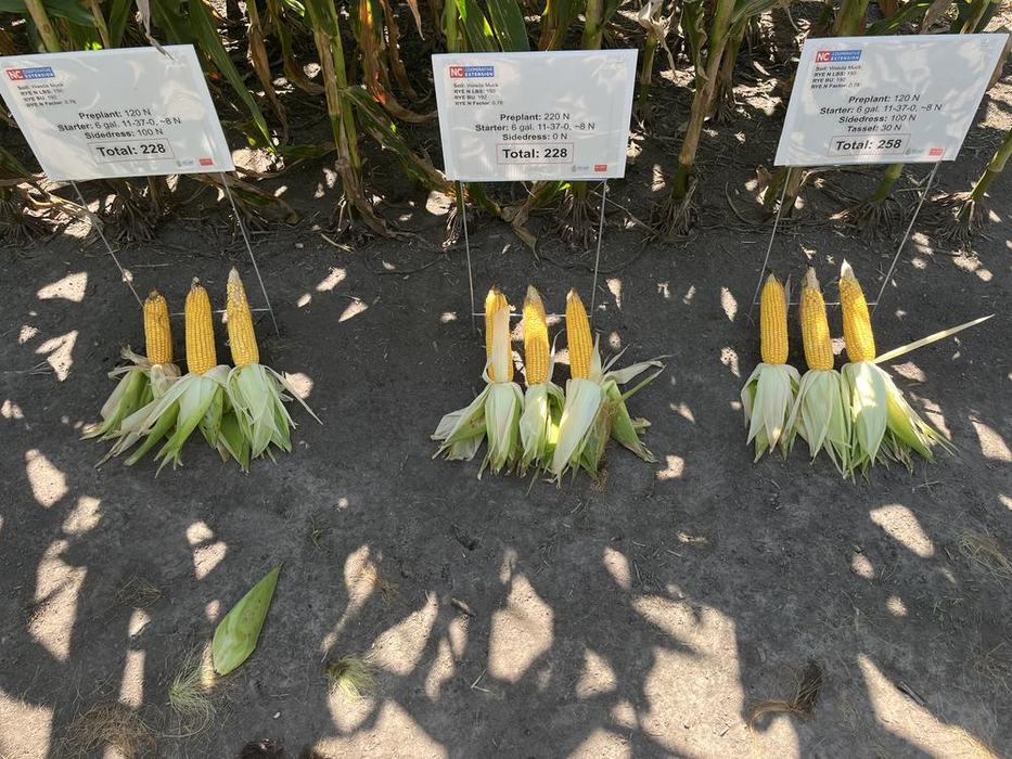 corn grown in field