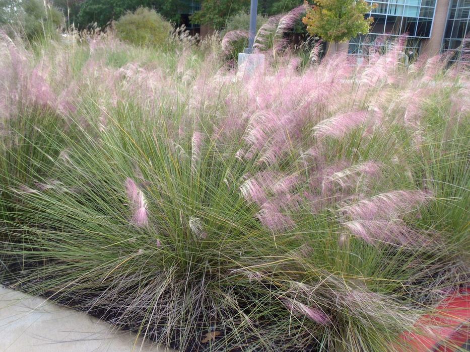 pink muhly grass