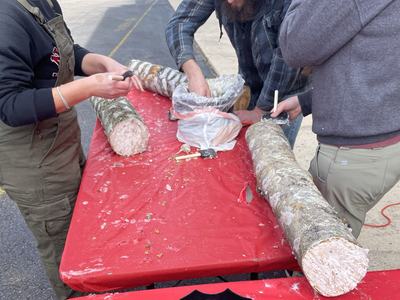 3 people plugging holes in logs with wax