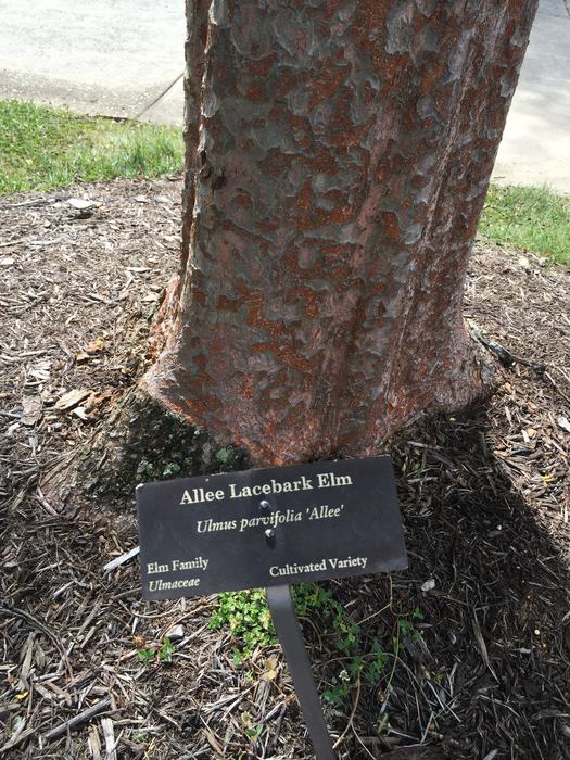 lacebark elm bark