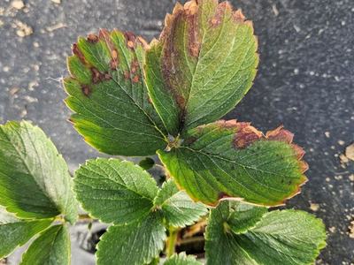 Strawberry leaves with redding and spots caused by neop