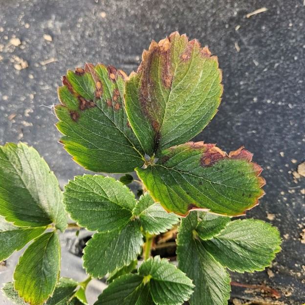 Strawberry leaves with redding and spots caused by neop