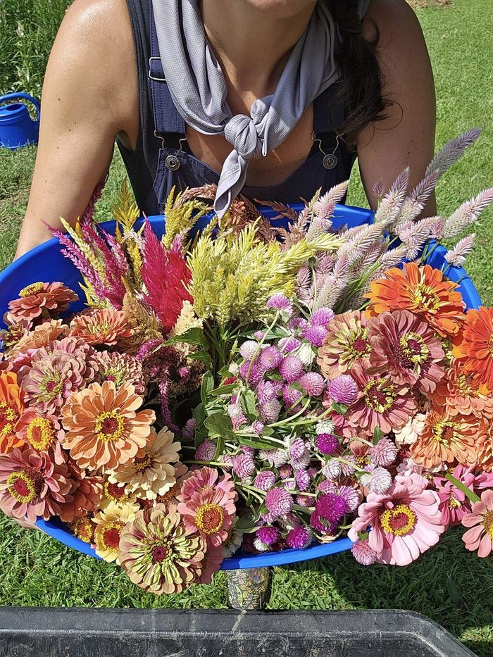Olivias flowers 