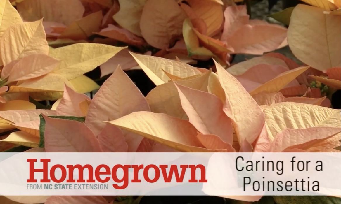 poinsettia video