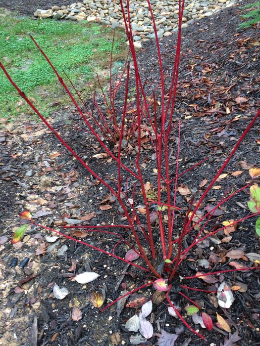 red twig dogwood