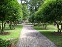 brick walkway through lawn and two rows of trees
