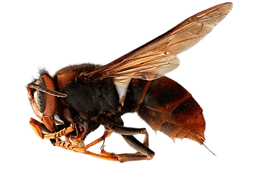 close-up side view of a large hornet showing wings, segmented body, legs, and stinger