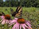 A yellow Eastern Tiger Swallowtail on a purple coneflower