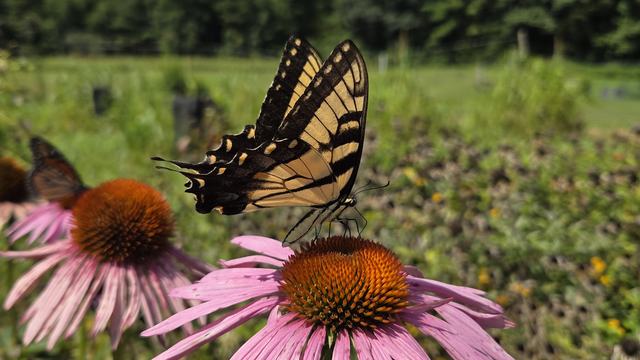A yellow Eastern Tiger Swallowtail on a purple coneflower