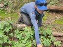 A woman in a hat harvesting seeds from goldenseal plants in the woods.