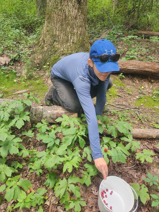 A woman in a hat harvesting seeds from goldenseal plants in the woods.
