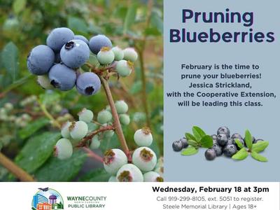 Pruning Blueberries class Feb 18 at 3pm, Steele Memorial Library (Wayne County Public Library)