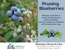 Pruning Blueberries class Feb 18 at 3pm, Steele Memorial Library (Wayne County Public Library)