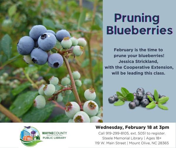 Pruning Blueberries - February is the time to prune your blueberries!