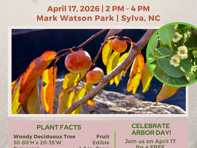 Persimmon Seedling Give-Away — April 17, 2026, 2–4 PM; Mark Watson Park, Sylva, NC